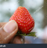 Red Strawberry